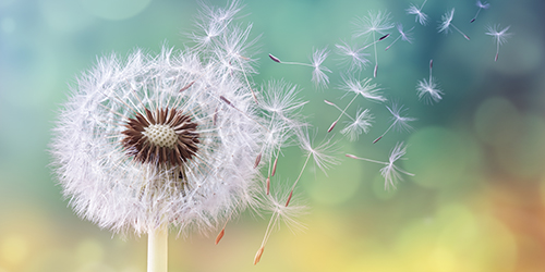 Dandelion seeds